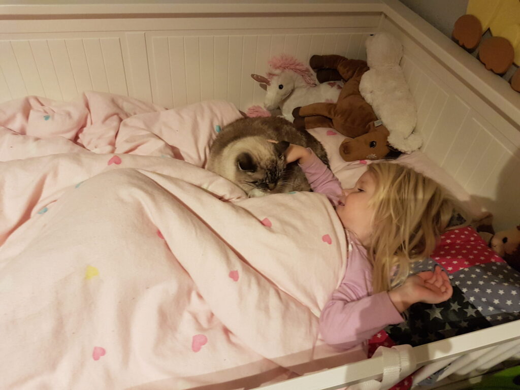 Eine Katze liegt in einem Bett und schläft.