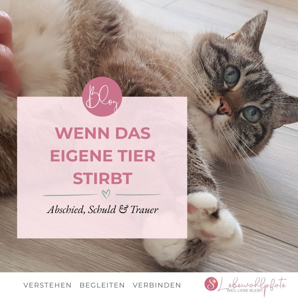 Mischu, die Katze von Sonja liegt auf dem Boden