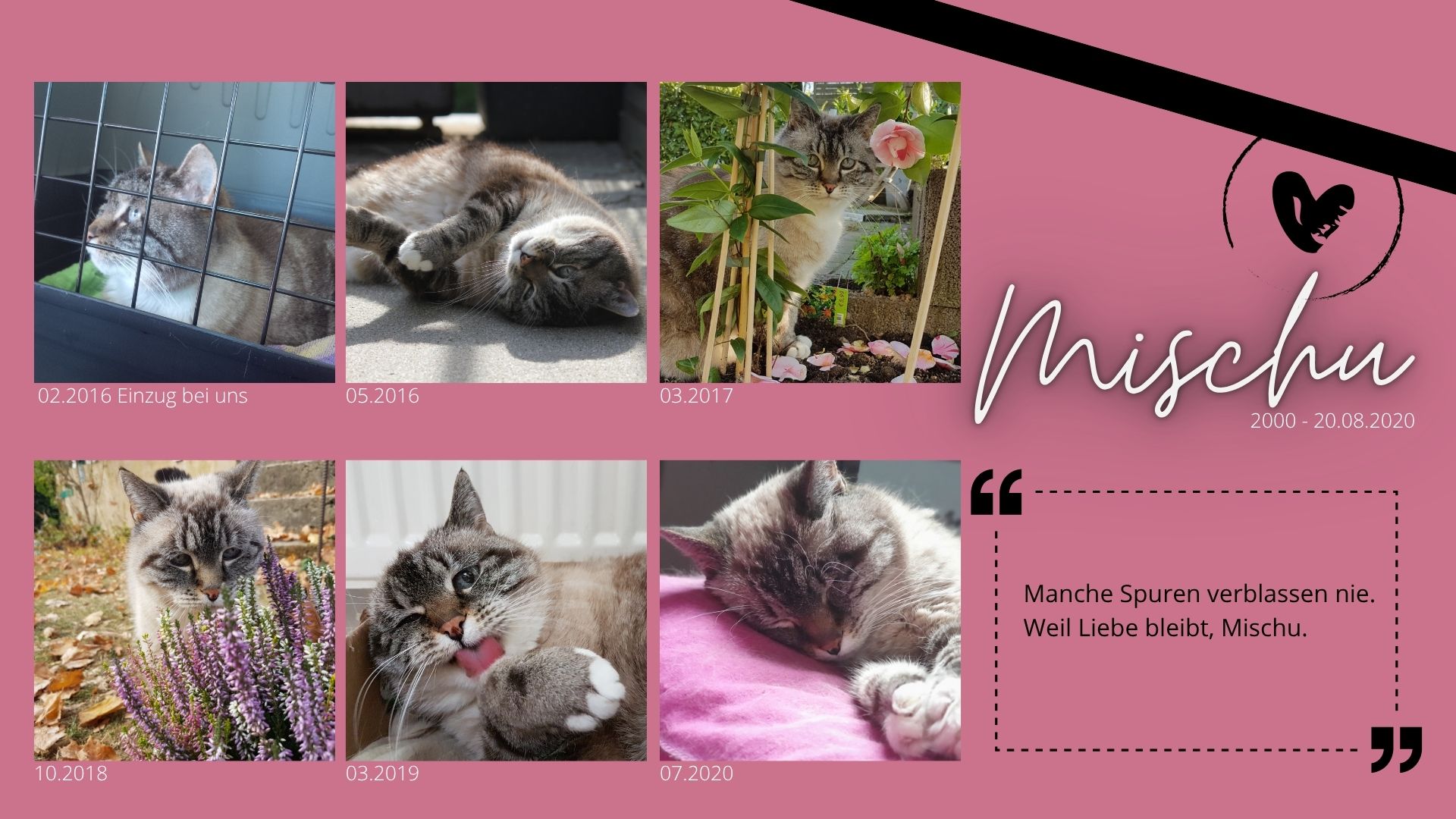 Katze Mischu - Gedenkanzeige