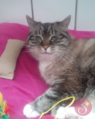 Katze Mischu im Tierheim Bonn_Facebookfoto